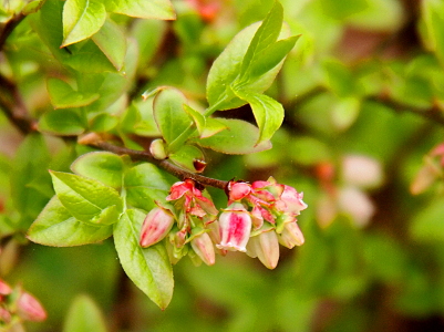 [Small pinkish blossoms grouped at the end of a leafy stem.]